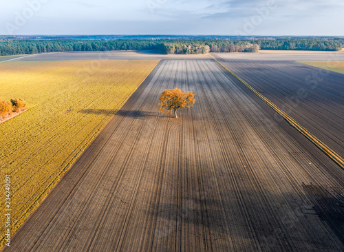 Lonely tree in a empty field at autumn, forest and dramatic sky, aerial view.