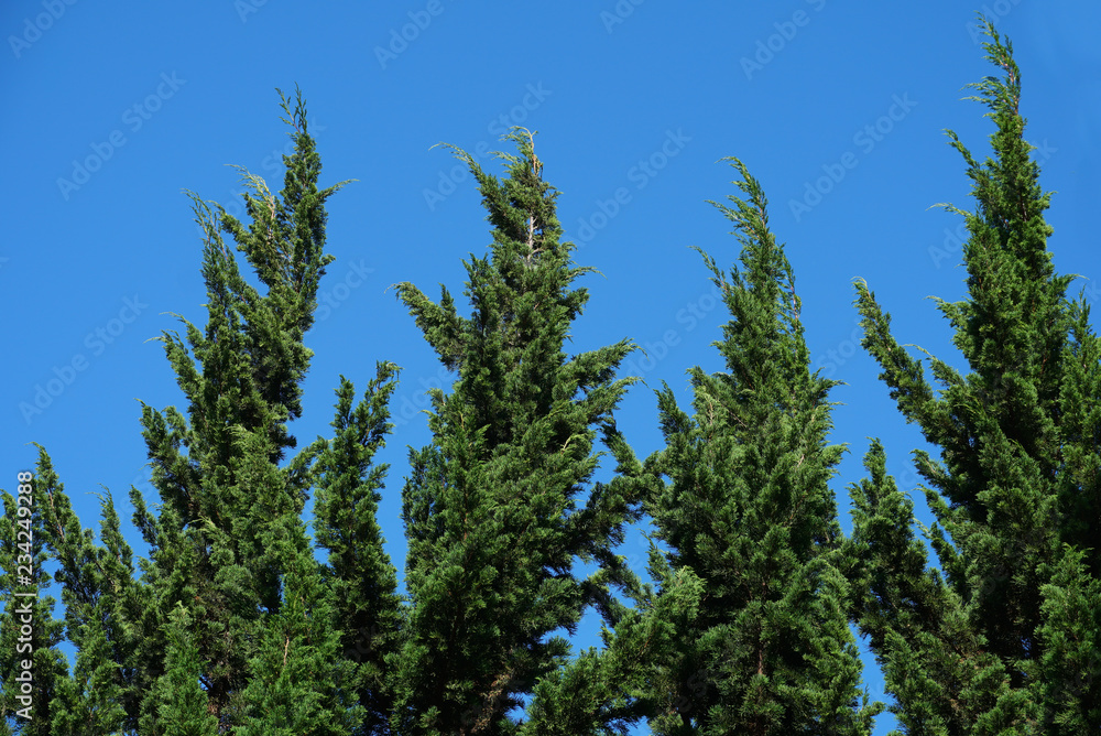 Pine tree with blue sky background