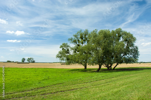 Group of trees growing on a meadow