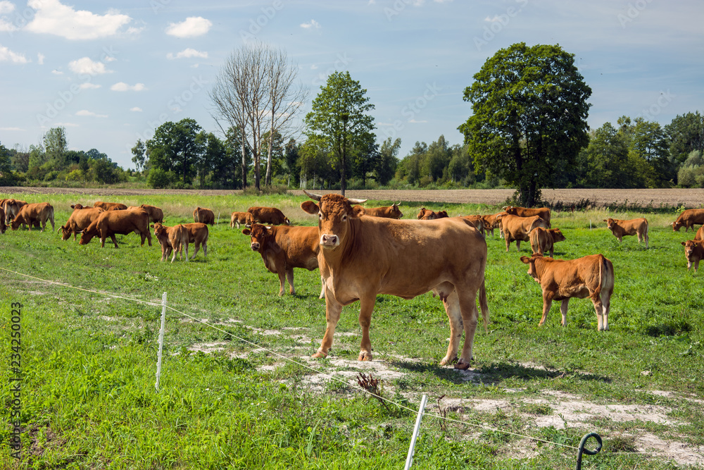 Herd of cows in the pasture Herd of cows in the pasture