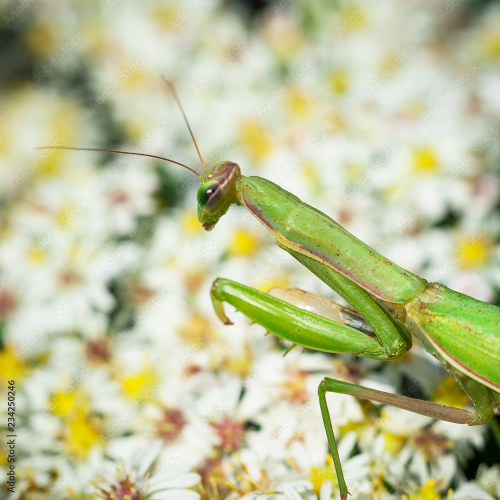 Pray mantis looking for insects Pray mantis looking for insects