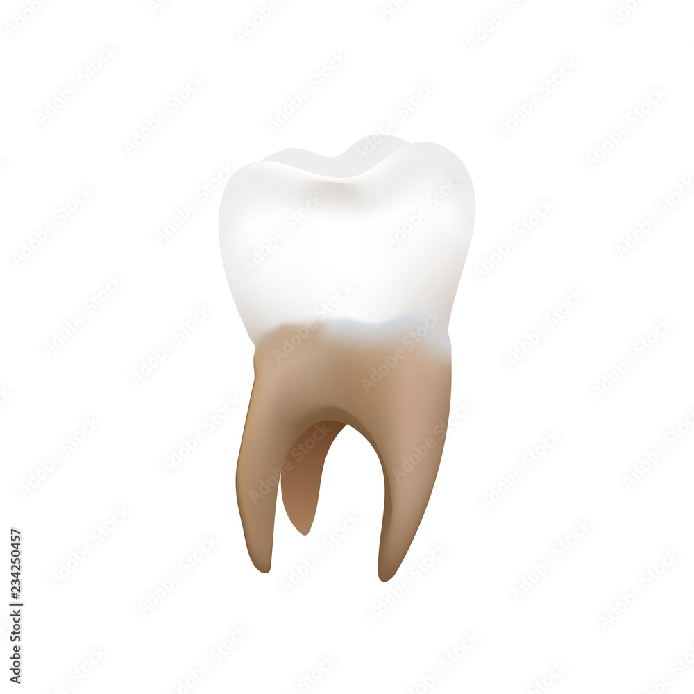 Bright realistic premolar, human tooth isolated on white Bright realistic premolar, human tooth isolated on white