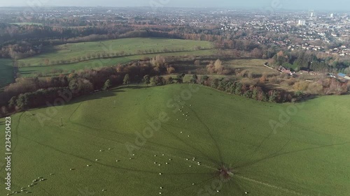 Flying over sheep grazing in a field at Chatelherault country park. photo