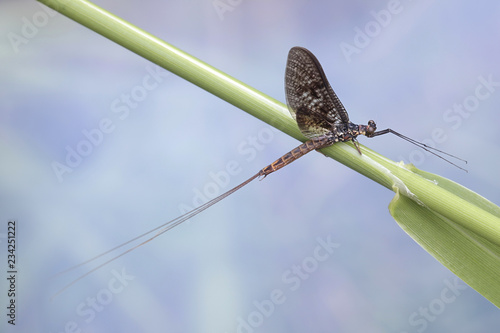 Mayfly, Ephemera vulgata, also called shadfly and fishfly photo