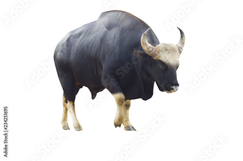Gaur Bos Gaurus On A White Background Save Path Stock Illustration Adobe Stock