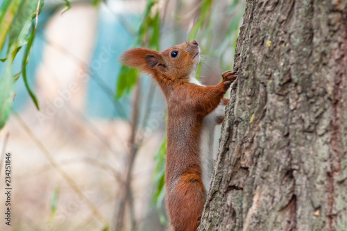 Beautiful red squirrel in the forest.