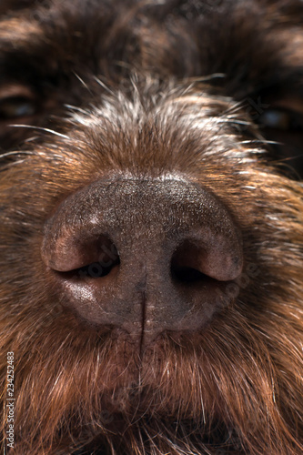large image of the nose of a hunting dog