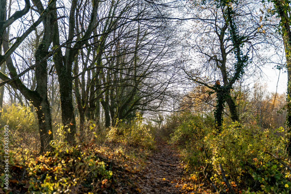Fototapeta premium Chemin bordé d'arbre en Automne