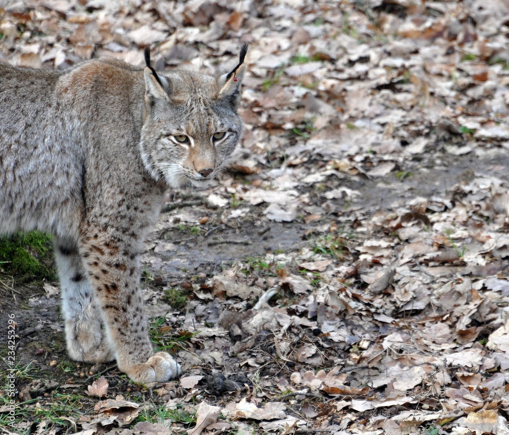 Obraz premium Luchs