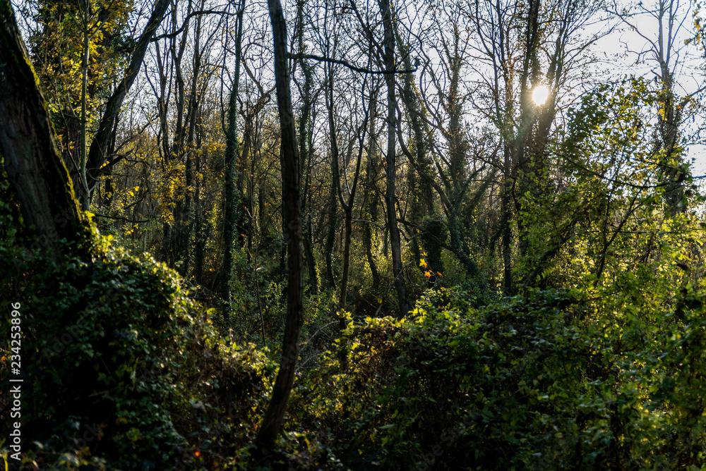 Fototapeta premium Lumière dans la forêt en automne