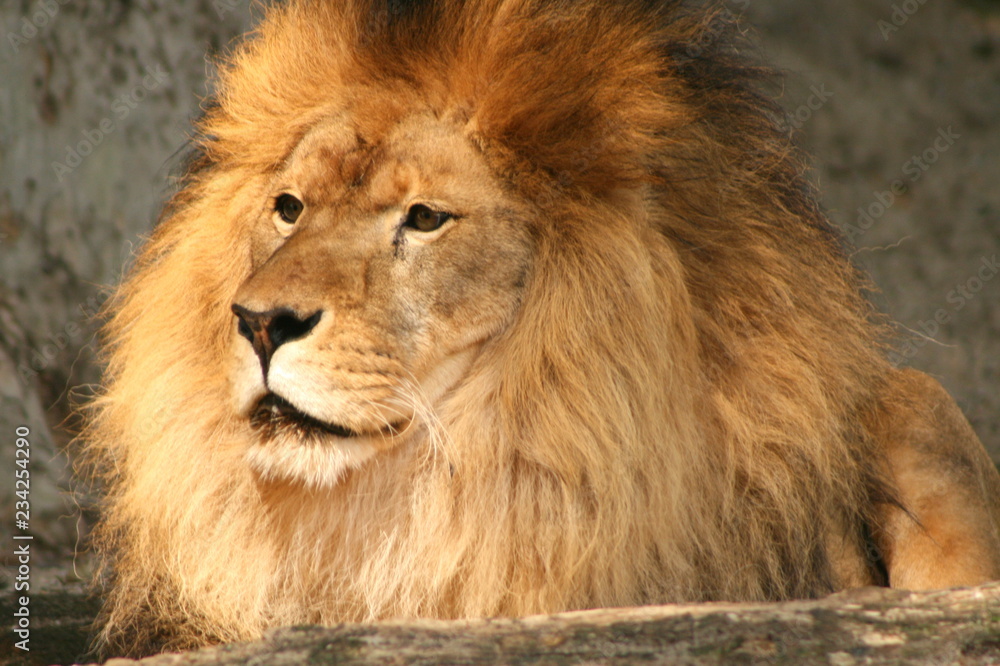 Naklejka premium Watchful lion
