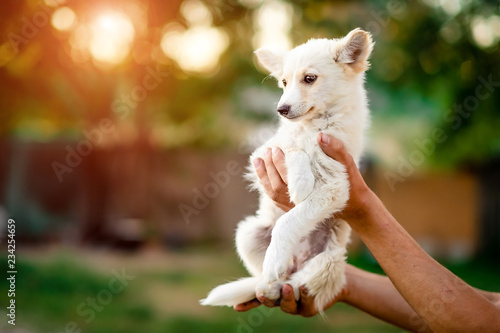 Cute little white puppy holding on hands