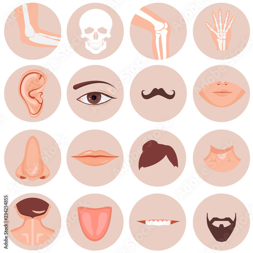 Human nose, ear, mouth mustache hair and eye neck back tongue tooth thoart clavicle lips beards knee elbow wrist set, Vector illustration