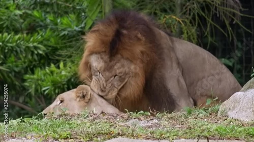 Playful lion biting and licking lioness lying on ground by scruff. Couple of gorgeous African predators during mating season. Male and female carnivorous animals in wild nature. Fauna of Africa.