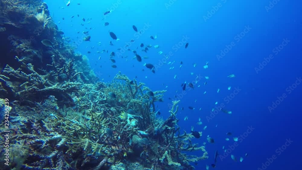 Coral reef and fish underwater in tropical Pacific Ocean Coral reef and fish underwater in tropical Pacific Ocean