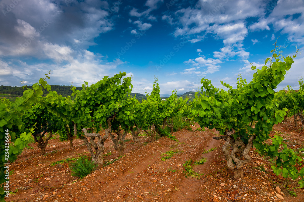 Vista de viñedos en la comarca del Penedés, provincia de Barcelona, Catalunya