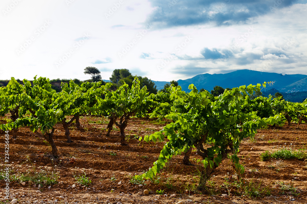 Vista de viñedos en la comarca del Penedés, provincia de Barcelona, Catalunya