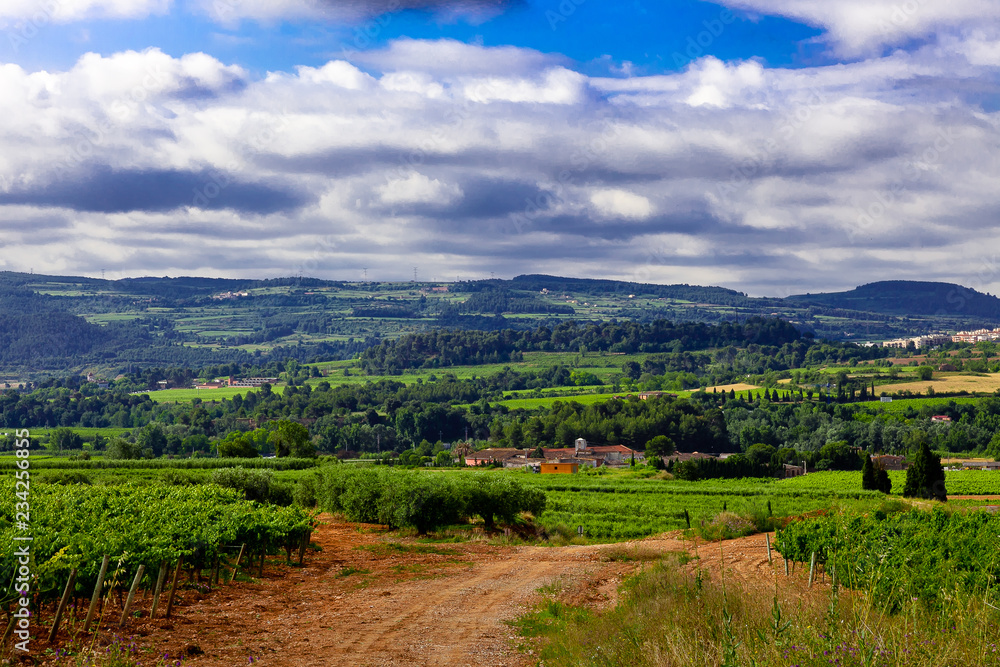 Vista de viñedos en la comarca del Penedés, provincia de Barcelona, Catalunya Vista de viñedos en la comarca del Penedés, provincia de Barcelona, Catalunya