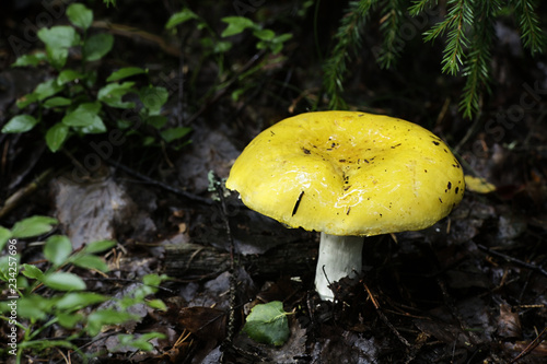 Russula claroflava, commonly known as the yellow swamp russula or yellow swamp brittlegill