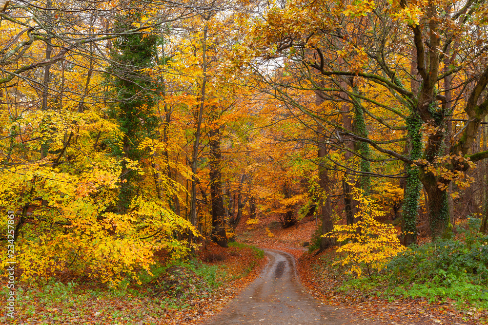 Stunning English autumn forest colours with path