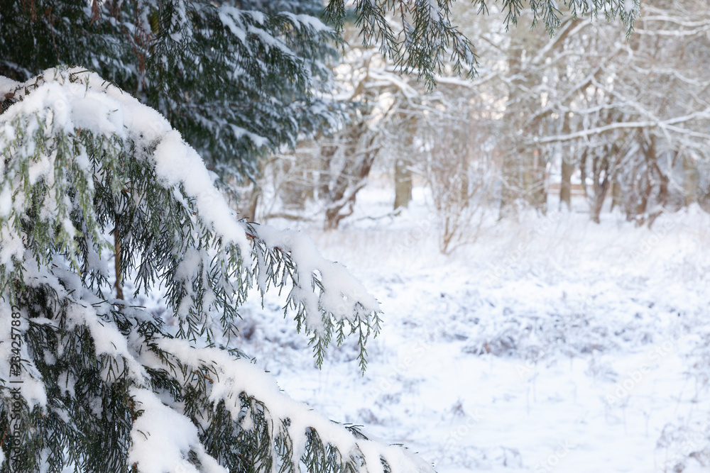 Snow on winter tree branches Snow on winter tree branches