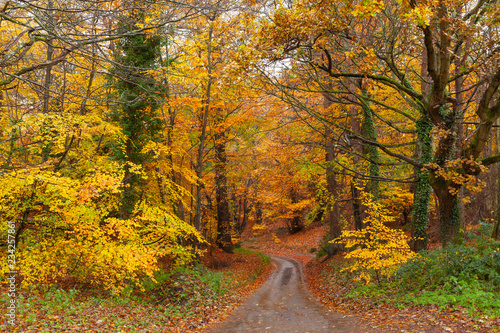 Stunning English autumn forest colours with path