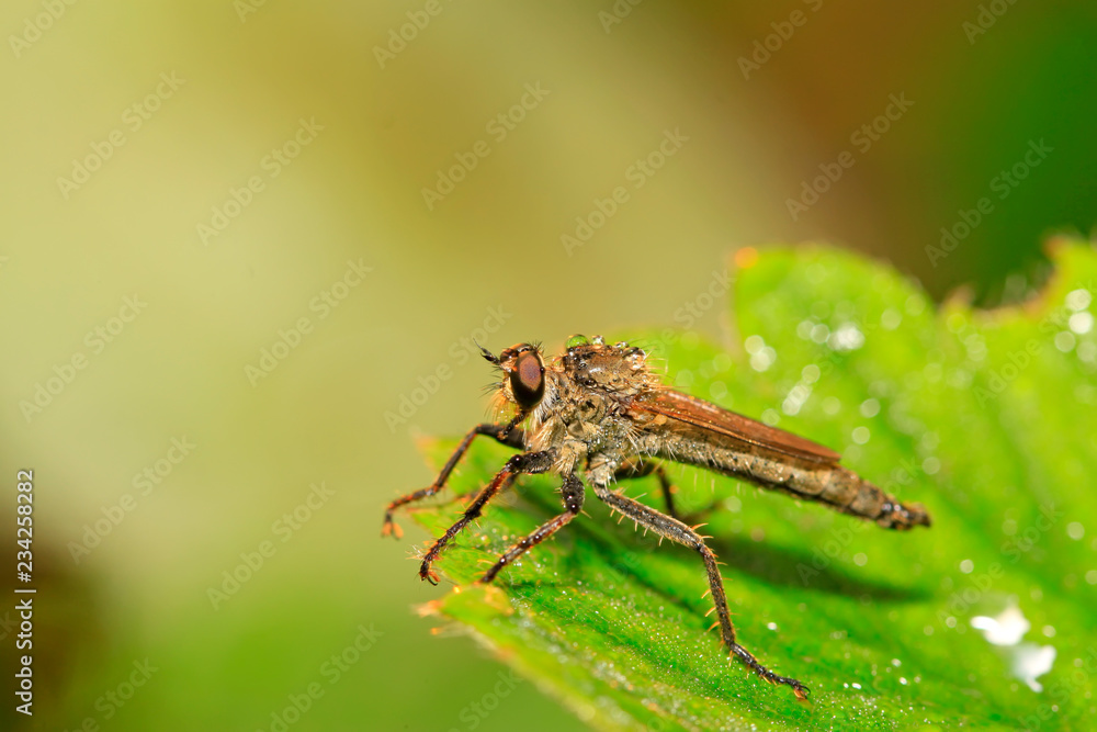tabanidae insect prey on aphids