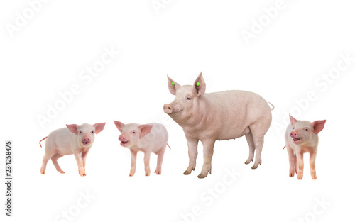female and piglet isolated