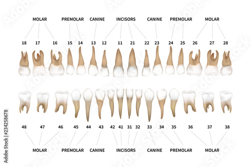 Human dentition full infographic chart with teeth numbers for upper and lower jaws isolated on white photo