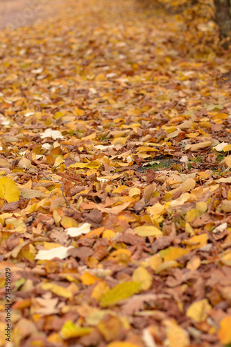 Autumn woods, leaves detail