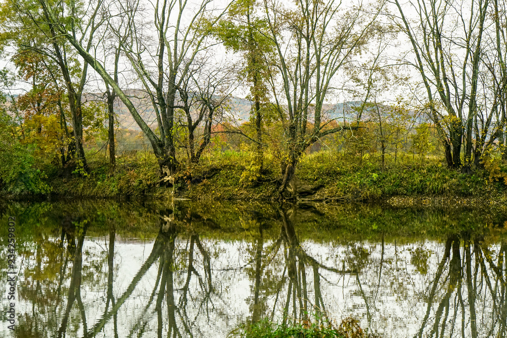 mirroring trees