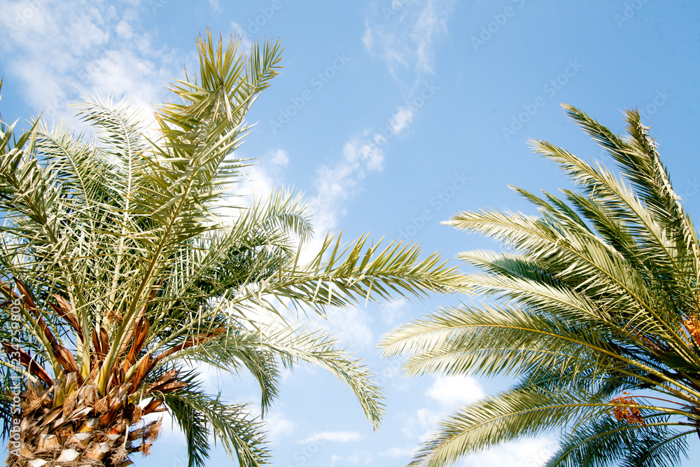 two tropical palm trees under a clear blue sky
