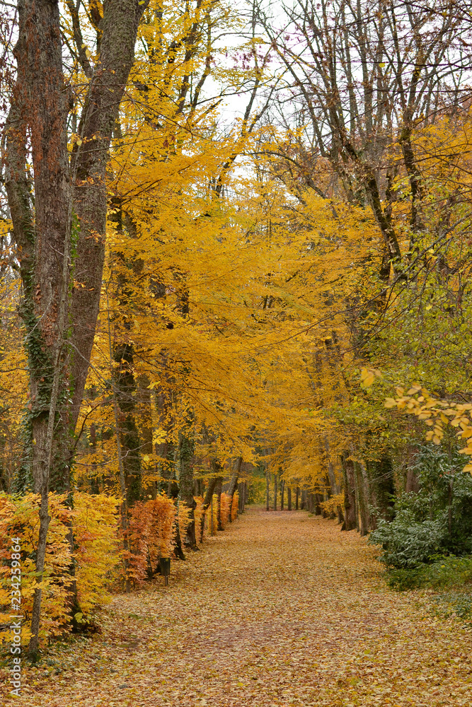 Obraz premium Path in the forest in autumn