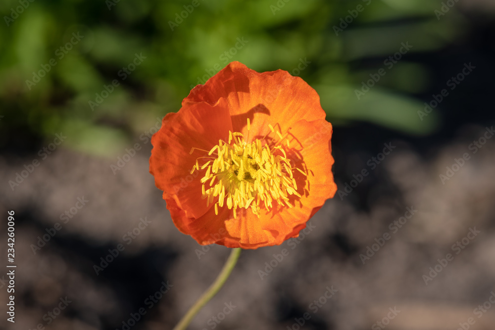 Close up of a bright orange poppy flower in sunshine Close up of a bright orange poppy flower in sunshine