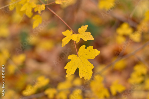 Autumn woods, leaves detail