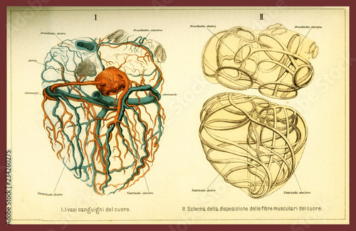 Vintage color table of anatomy, human heart muscular fibers and blood circulation with  anatomical descriptions in italian photo