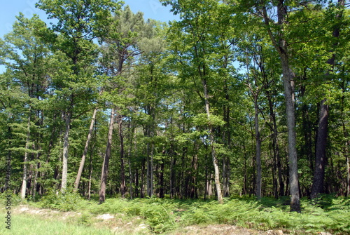 Forêt du Loir et Cher, fougères en premier plan, vers la ville de Noyers-sur-Cher, France photo