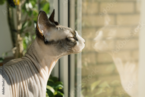 Canadian hairless sphinx cat sits on a window sill with houseplants in front of a window.