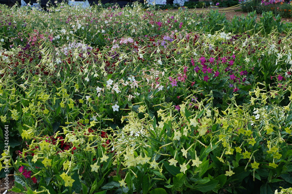 Fototapeta premium Nicotiana