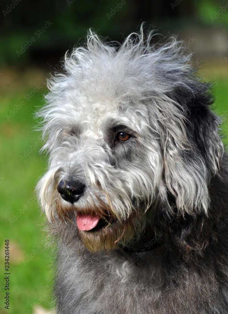 Mischlingshund Mischlingshund