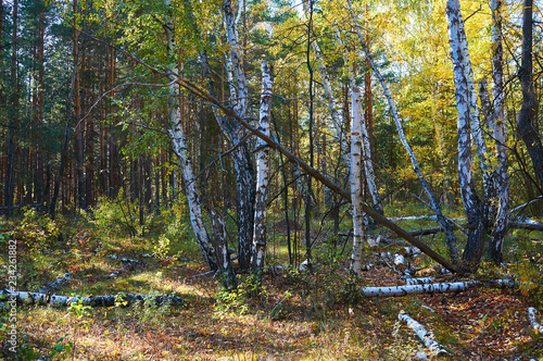 Dense birch deciduous green forest with fallen trees in sunny weather. Forest conservation area. Natural Park.