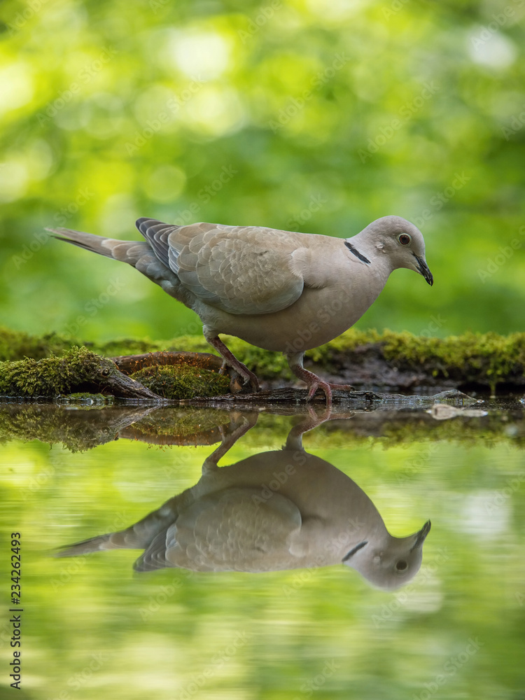 The Eurasian Collared Dove or Streptopelia decaocto is sitting at the waterhole in the forest Reflecting on the surface Preparing for the bath Colorful backgound with some flower.. The Eurasian Collared Dove or Streptopelia decaocto is sitting at the waterhole in the forest Reflecting on the surface Preparing for the bath Colorful backgound with some flower..