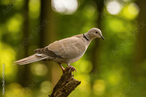 Wallpaper Mural The Eurasian Collared Dove or Streptopelia decaocto is sitting on the branch with colorful backgound with some flower.. Torontodigital.ca