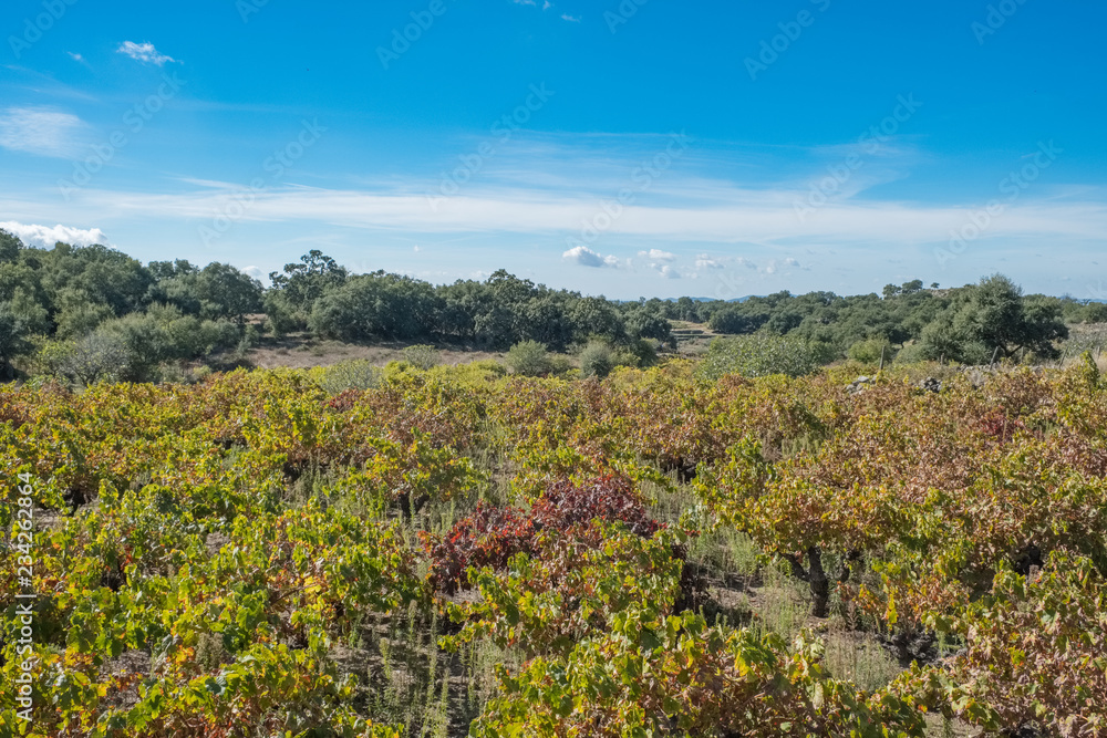 Cultivation of late vines in autumn after harvest in the Extremadura countryside. Spain