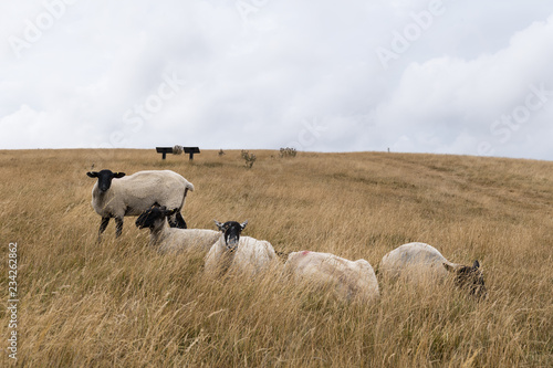 Sheep grazing in the English landscape at Maiden Castle near Dorchester Dorset Great Britain in the summer