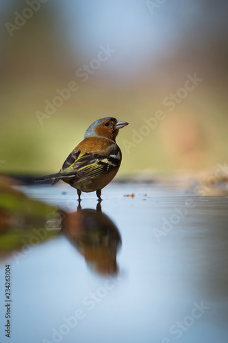 The Common Chaffinch or Fringilla coelebs is sitting at the waterhole in the forest Reflecting on the surface Preparing for the bath Colorful backgound with some flower..