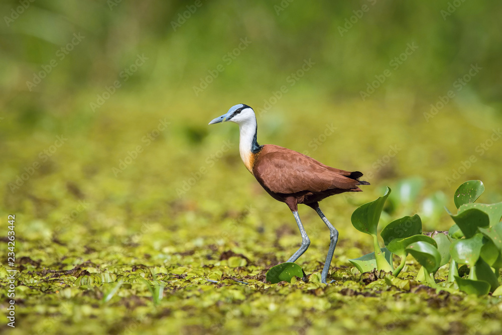 Φωτογραφία The African Jacana or Actophilornis africanus is walking on the green leaves of aquatic plants in nice natural environment of Uganda wildlife in Africa