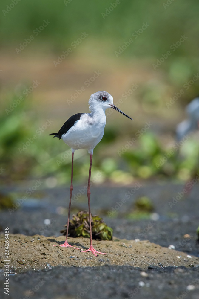 The Black-winged Stilt or Himantopus himantopus is walking the ground in nice natural environment of Uganda wildlife in Africa The Black-winged Stilt or Himantopus himantopus is walking the ground in nice natural environment of Uganda wildlife in Africa