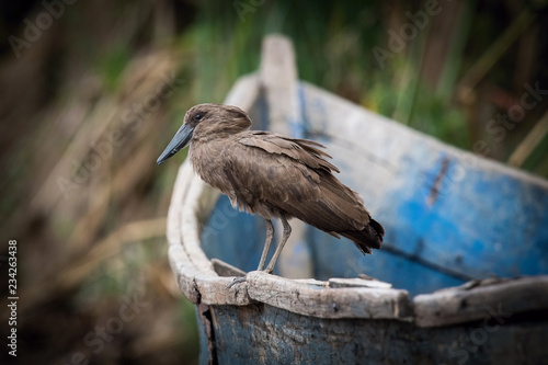 The Hamerkop or Scopus umbretta is standing on the old blue boat in nice natural environment of Uganda wildlife in Africa..