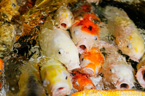 Multicolored fish carp on the water surface